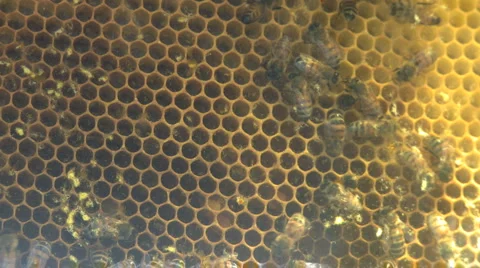 Bee Hive (3 of 5) Stock Footage 2957874