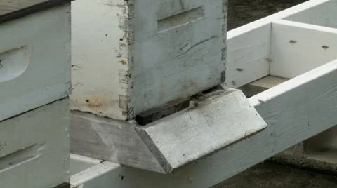 Bee hive 3 Stock Footage 8926959
