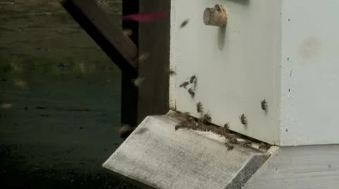 Bee hive 4 Stock Footage 8926933