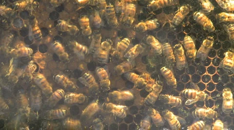 Bee Hive (5 of 5) Stock Footage 2960894