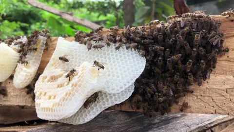 Bee hive and swarm of wild bees attached to wood Stock-Footage 222309809