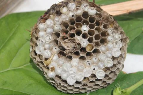 Bee hive (arı kovanı organik) Stock Photos