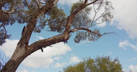 Bee hive in Australian gum tree Stock Footage 115284835