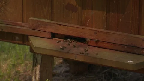 Bee hive. Bees fly to the hive with honey. Stock Footage 266457215