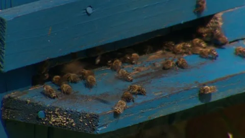 Bee hive. Bees fly to the hive with honey. Stock Footage 266457241