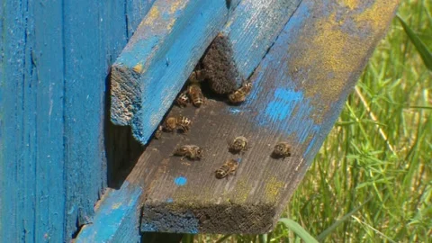 Bee hive. Bees fly to the hive with honey. Stock Footage 266457252