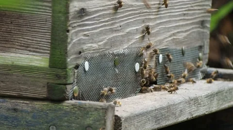 Bee hive with bees swarming Stock Footage 68634404