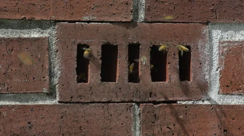 Bee Hive In a Brick Chimney 2 Stock Footage 49941098