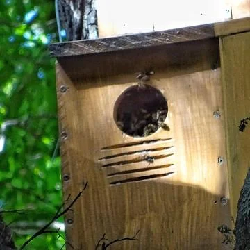 Bee Hive Buzzing Stock Photos