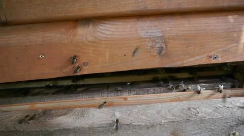 Bee hive close up 1 Stock Footage 11264806