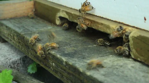 Bee Hive Close Up  Stock Footage 38589994