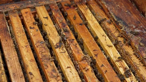 The bee hive is close together with the bees. Home production of pure honey Stock Footage 344879142