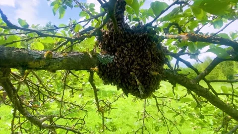 Bee hive closeup, Closeup of bees on mossy branch, Tightly packed bees forming Stock Footage 323799555