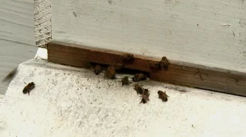Bee hive closeup Stock Footage 8926805
