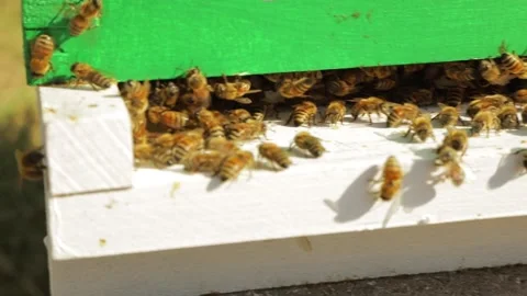 Bee hive colony close up Vídeo Stock 205099471