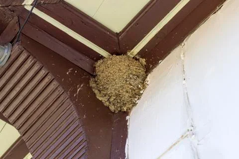 Bee hive at corner of an old building Stock Photos