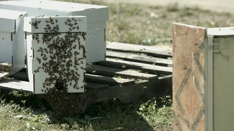 Bee Hive covered in Bees Stock Footage 91046283