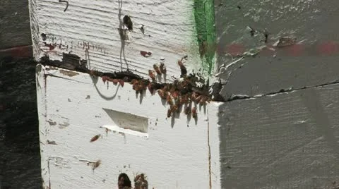 Bee Hive Entrance Stock-Footage 11189583