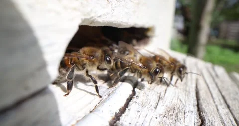 Bee hive. Extreme close-up of hive entrance with bees entering and leaving Stock Footage 290970977