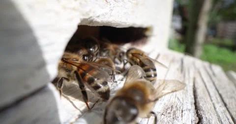 Bee hive. Extreme close-up of hive entrance with bees Stock Footage 293291357