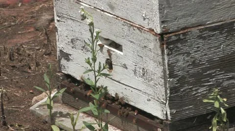 Bee Hive Stock-Footage 11189494