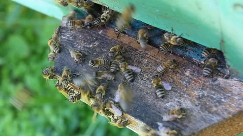 Bee Hive Stock Footage 73007150