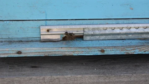 Bee hive Stock Footage 100269053