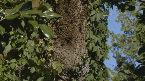 Bee Hive Stock Footage 112839523