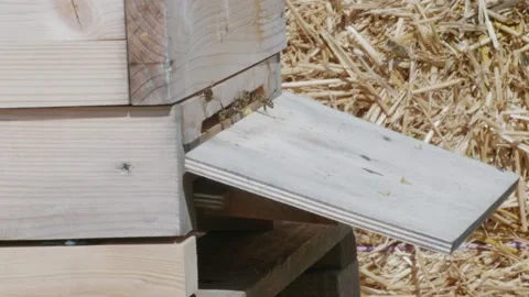 Bee hive Stock Footage