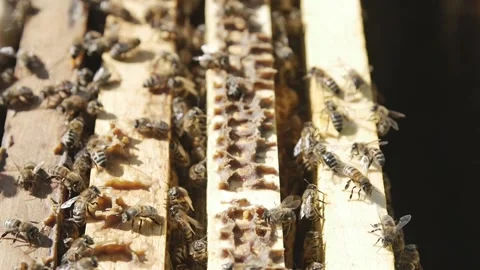 Bee Hive Stock-Footage 151808876