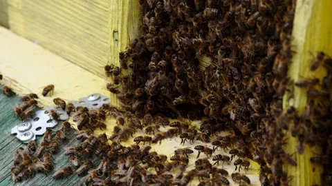 Bee hive Video stock 158355864