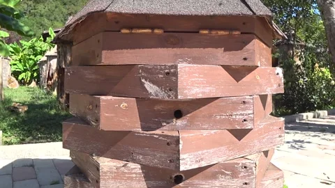 Bee hive Stock Footage 253828697