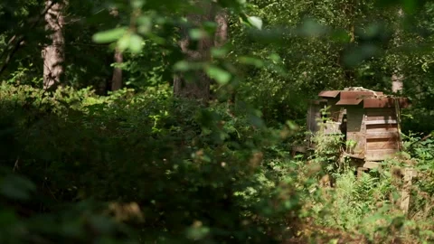 A bee hive in a forest with bees buzzing around in the air Vidéo 281794843