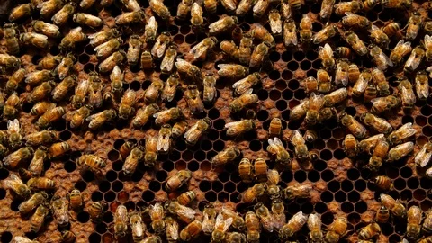 Bee Hive Frame at a Bee Farm in Kealakekua, Hawaii Stock Footage 92897026