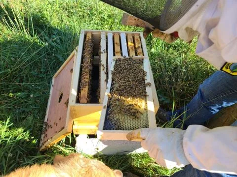 Bee hive frame with bees Stock Photos