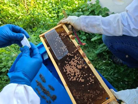 Bee hive frame Stock Photos