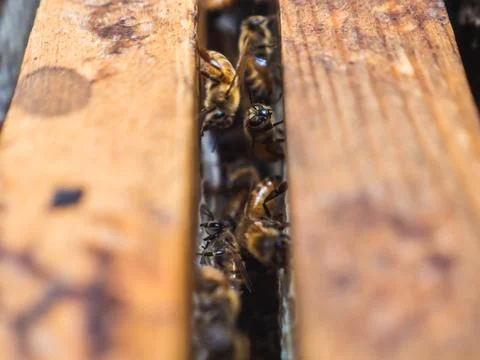 Bee Hive Frames Stock Photos