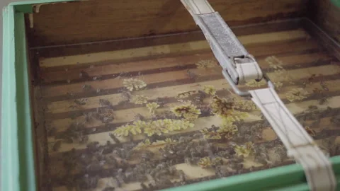 Bee Hive with Glass Stock Footage 243111025