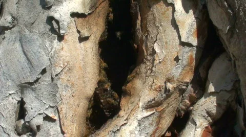 Bee hive - HD Stock Footage 525127