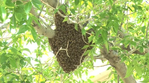 Bee Hive HD Видео 5903378