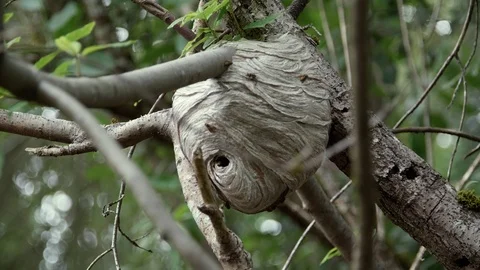Bee Hive Honey Comb Worker Bees Nest Video stock 91491844