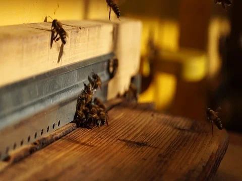 Bee hive. Honey production. Bee close-up. Swarm of bees. Agriculture. Stock Footage 126976823