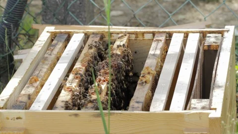 Bee hive honeycomb Stock-Footage 101945448