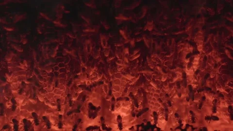 Bee hive in infrared lighting 库存影片 220037500