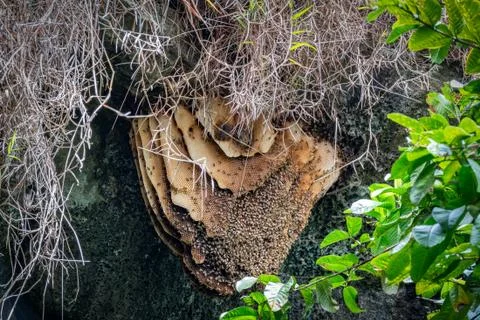 Bee hive inside a cave with many bees Stock Photos