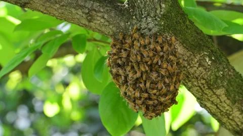 Bee hive, Japan Vidéo 280968459