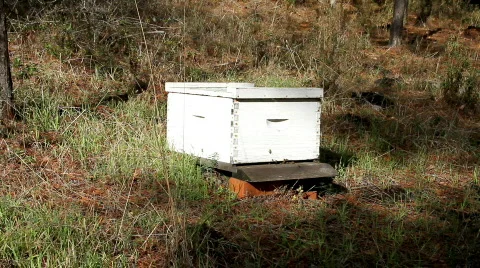 Bee Hive long shot Stock Footage 598859