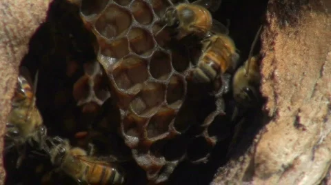 Bee hive macro shot - HD 스톡 동영상 525015