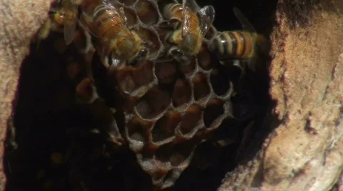 Bee hive macro shot v2 - HD Stock Footage 525065