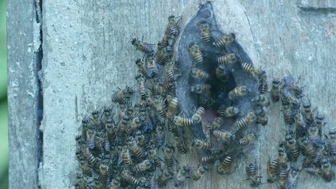 Bee hive made from wood Stock Footage 106914107